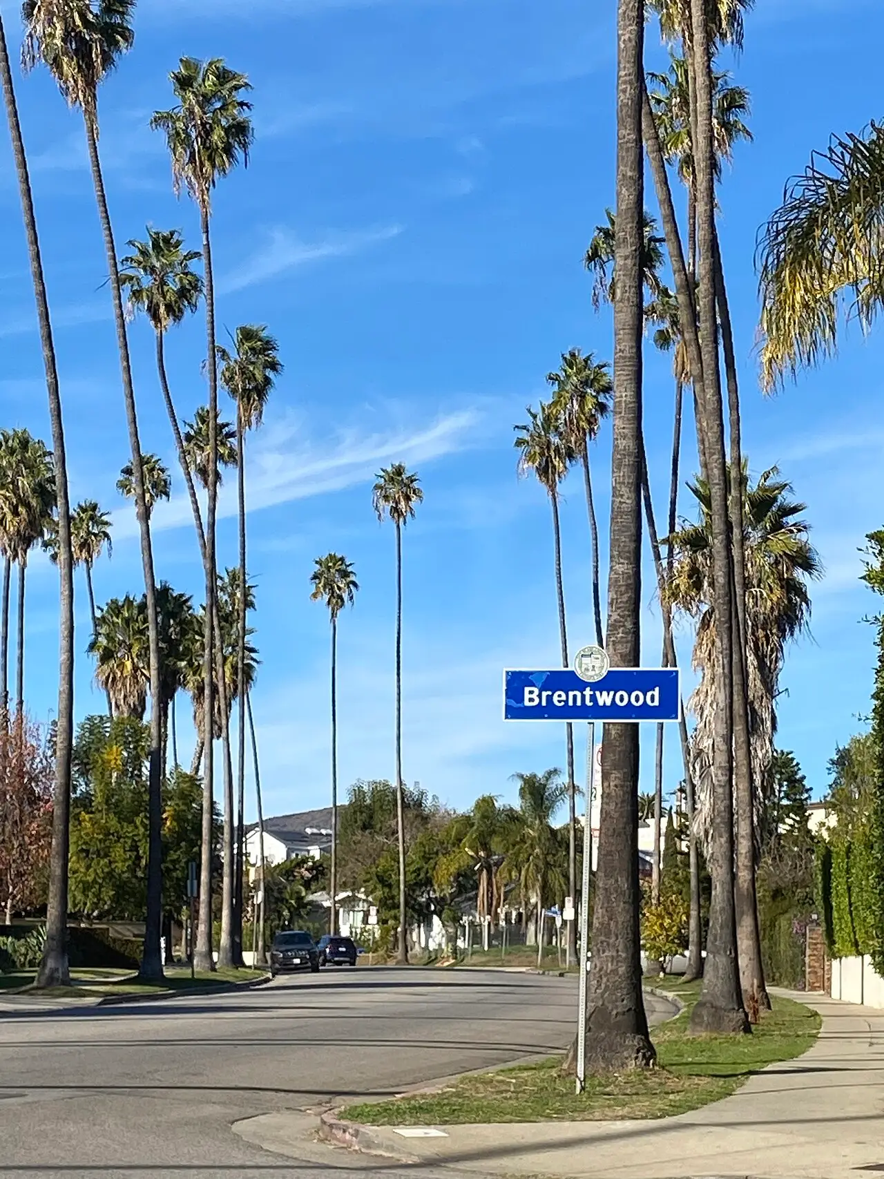 Brentwood neighborhood sign beneath towering palms on a curving residential street